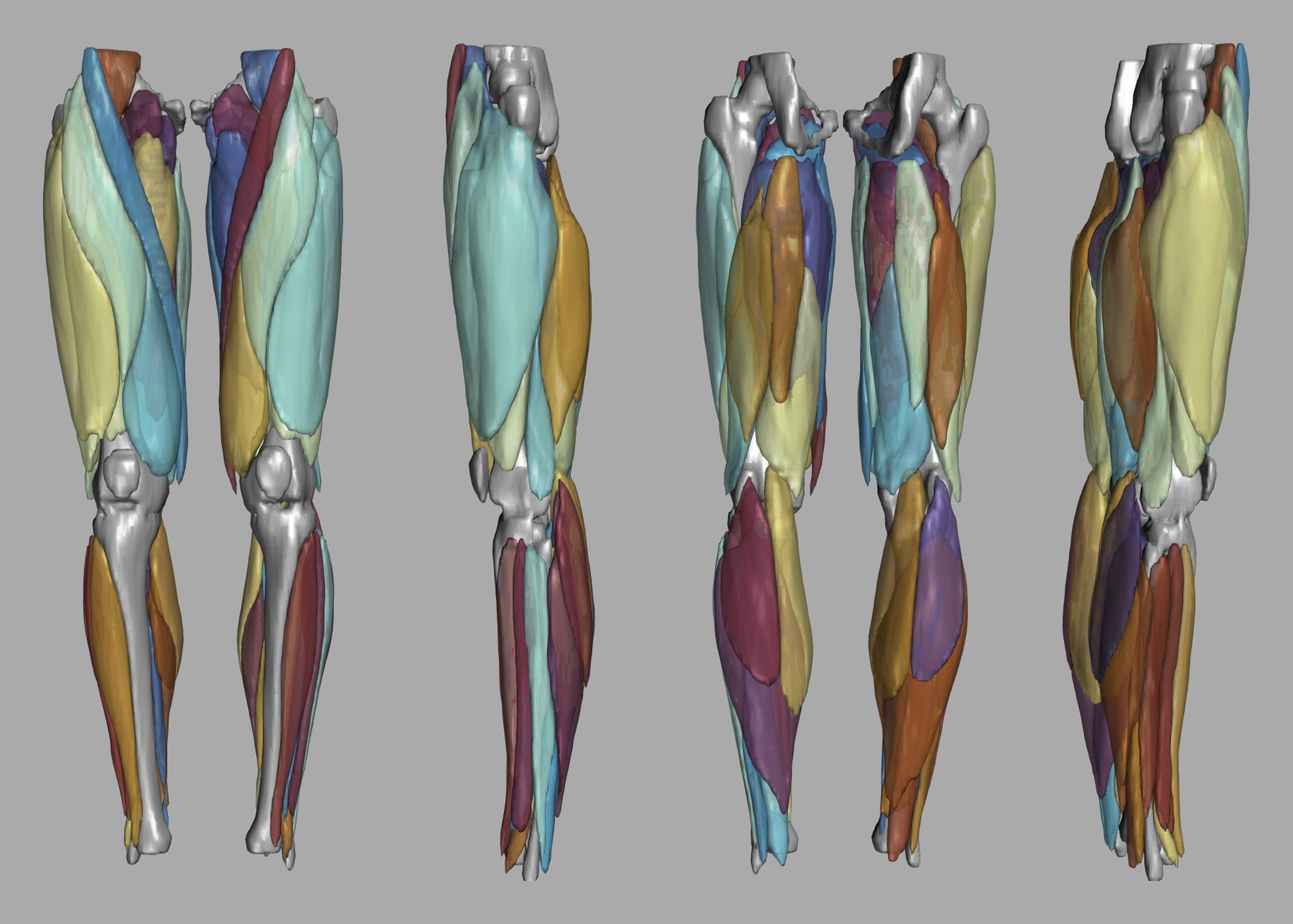 3D render of automated muscle segmentation labels generated using a CNN UNET.